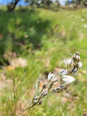 Eriospermum ornithogaloides