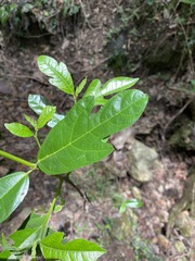 Ficus fraseri