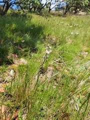 Eriospermum ornithogaloides