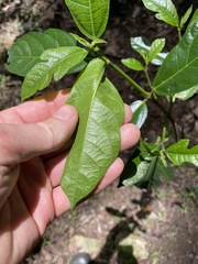Ficus fraseri