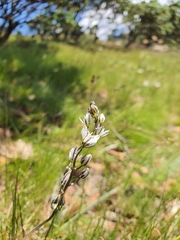 Eriospermum ornithogaloides