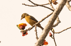 Ploceus castaneofuscus