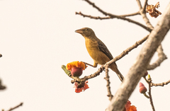 Ploceus castaneofuscus