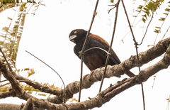 Ploceus castaneofuscus