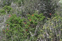 Pelargonium inquinans