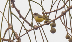 Eremomela pusilla