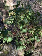Homalanthus populifolius