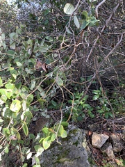 Homalanthus populifolius