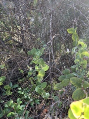 Homalanthus populifolius