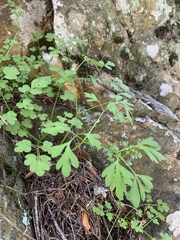 Ceratocapnos claviculata