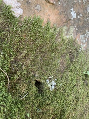 Pterigynandrum filiforme