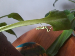 Stagmatoptera