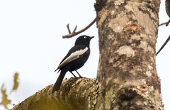 Melaniparus guineensis