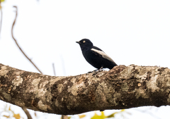 Melaniparus guineensis