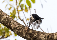 Melaniparus guineensis
