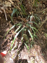 Asplenium attenuatum