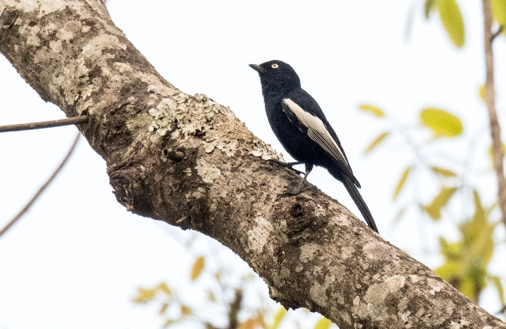 White-shouldered Black-Tit photo