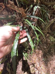 Asplenium attenuatum