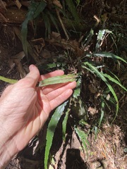 Asplenium attenuatum
