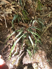 Asplenium attenuatum