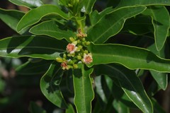 Jatropha capensis