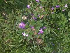 Malva sylvestris
