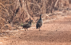 Pternistis bicalcaratus