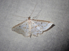 Derambila lumenaria