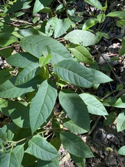 Deeringia arborescens
