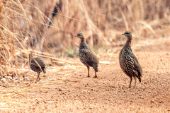 Pternistis bicalcaratus