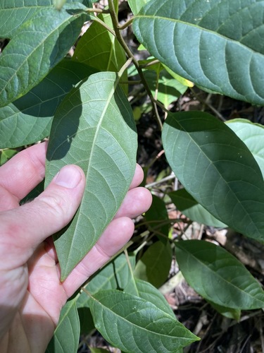 Image of Deeringia arborescens by (c) Greg Tasney, some rights reserved (CC BY-SA)