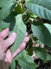 Deeringia arborescens