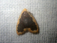 Diduga spinosusa