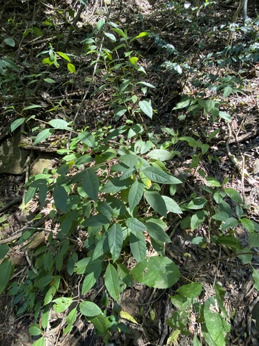 Image of Deeringia arborescens by (c) Greg Tasney, some rights reserved (CC BY-SA)
