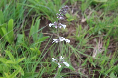 Stachys nigricans