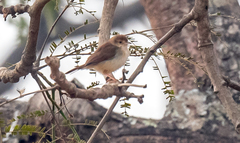 Cisticola rufus