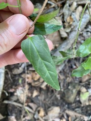 Vincetoxicum paniculatum