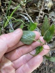 Vincetoxicum paniculatum