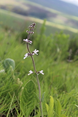 Stachys nigricans