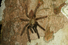 Omothymus schioedtei