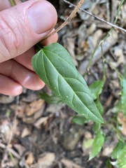 Vincetoxicum paniculatum