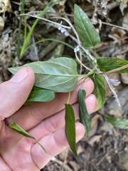 Vincetoxicum paniculatum