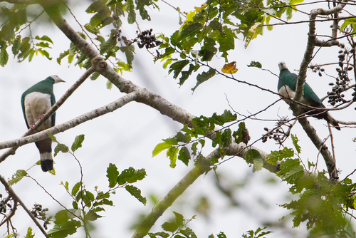 White-bellied Imperial Pigeon (Ducula forsteni), photo 7