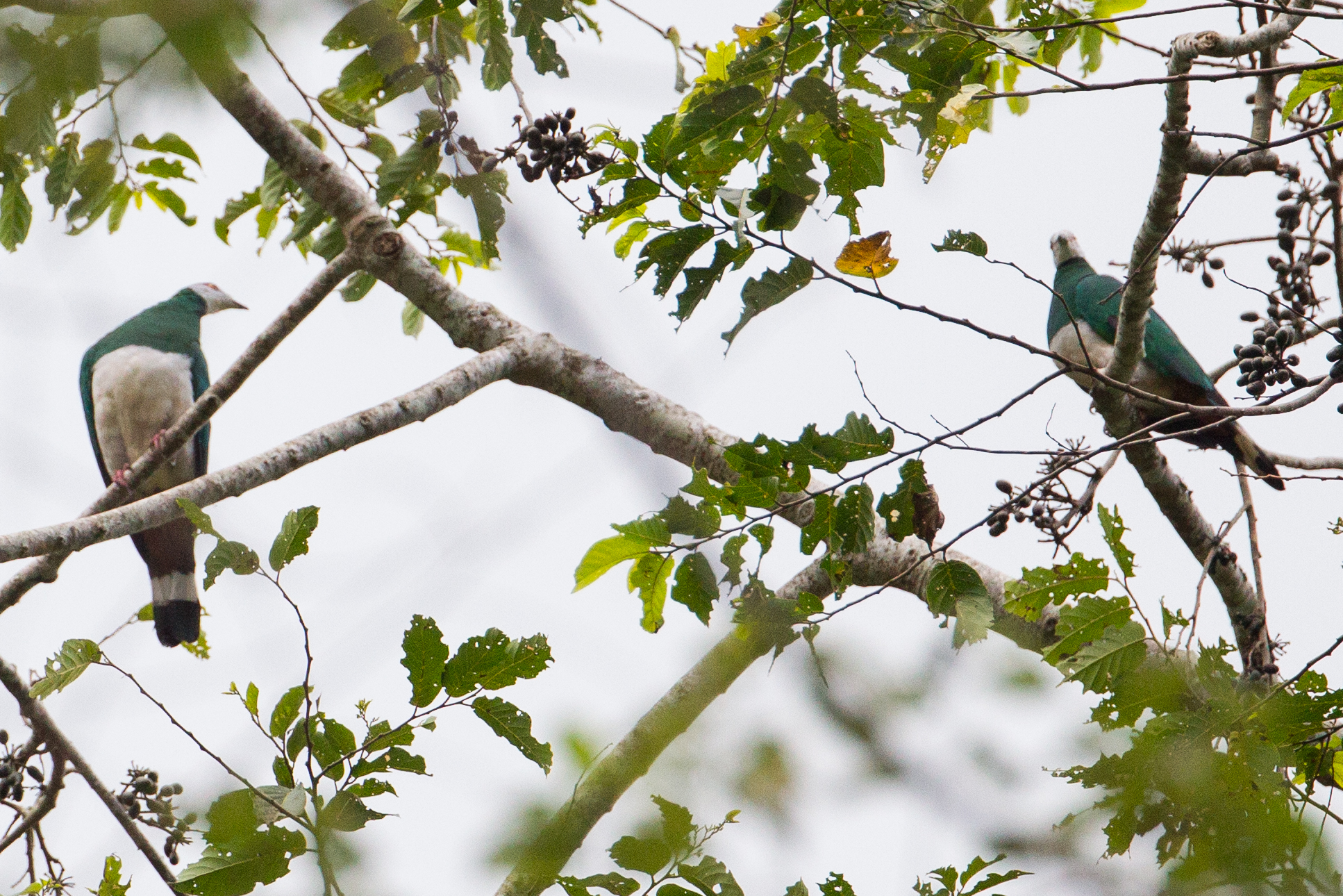 White-bellied Imperial Pigeon (Ducula forsteni), photo 5
