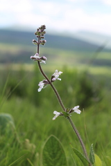 Stachys nigricans