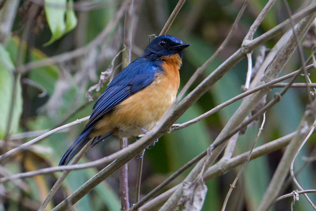 Sulawesi Blue Flycatcher photo