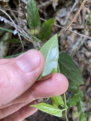 Vincetoxicum paniculatum