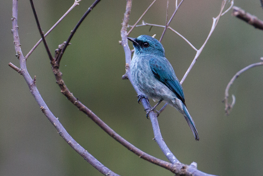 Turquoise Flycatcher