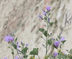 Malva sylvestris