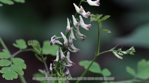 Corydalis ophiocarpa iNat (1)
